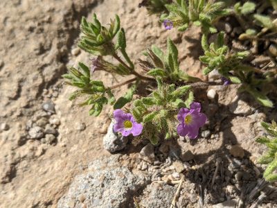 Nama hispida, photographed by Norveig