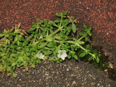 Dentella repens, photographed by chiuluan