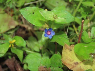 Lysimachia loeflingii, photographed by chiuluan