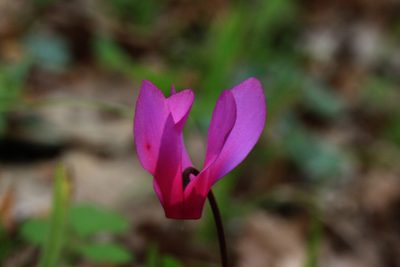 Cyclamen repandum, photographed by Carroll