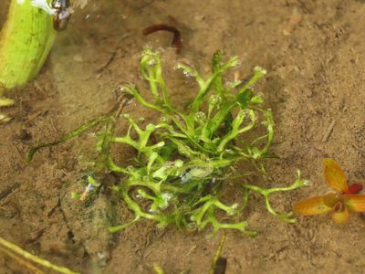Riccia fluitans, photographed by chiuluan