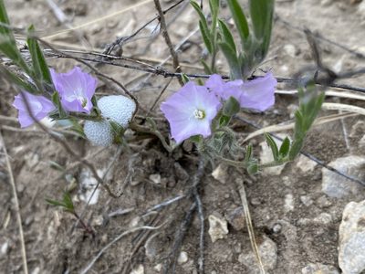 Evolvulus nuttallianus, photographed by Meghan Cassidy