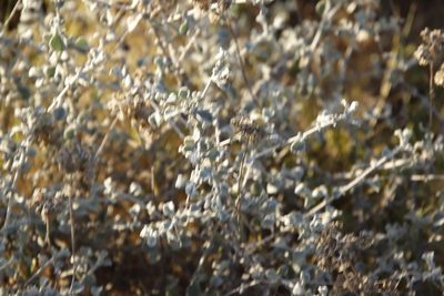 Helichrysum patulum, photographed by Tony Rebelo