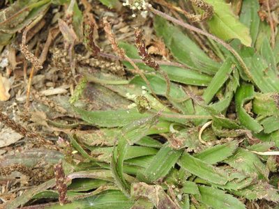 Plantago serraria, photographed by Duarte Frade
