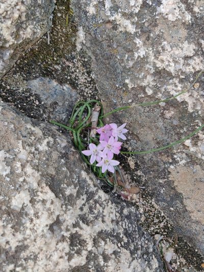 Brimeura fastigiata, photographed by Davide Puddu