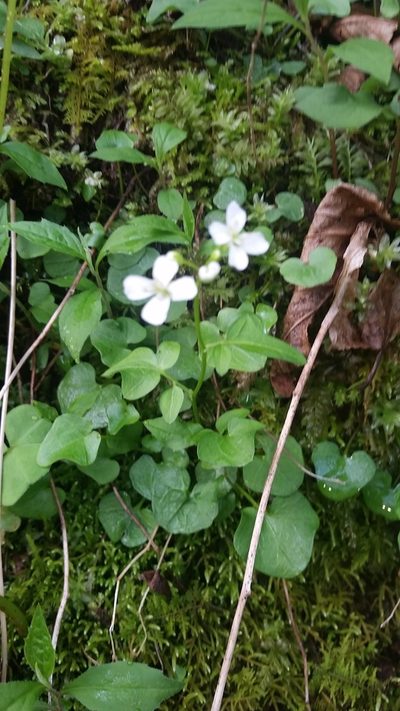 Cardamine clematitis, photographed by aiwendil