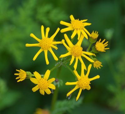 Packera obovata, photographed by Robert Webster