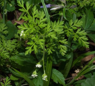 Chaerophyllum tainturieri, photographed by Robert Webster
