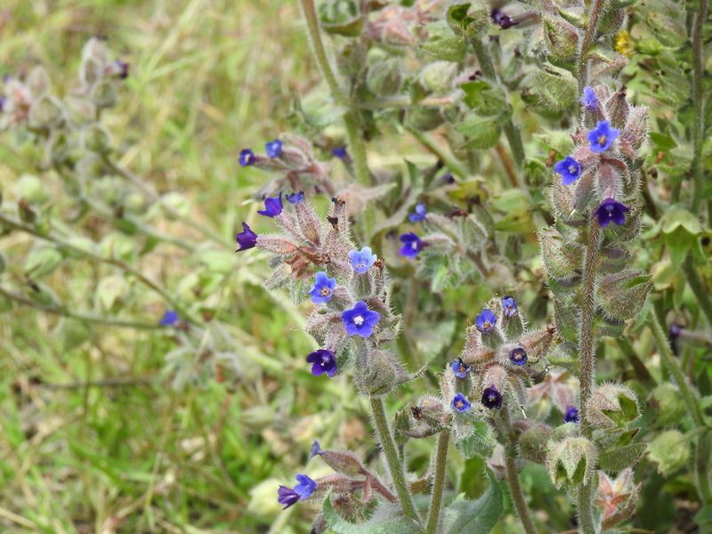 Anchusa undulata, photographed by Duarte Frade