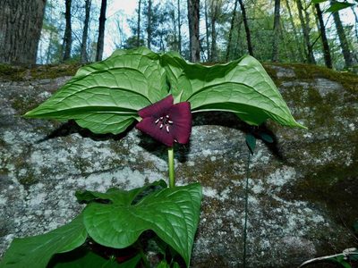 Trillium vaseyi, photographed by Michael J. Papay