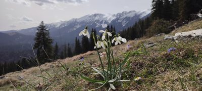 Galanthus nivalis, photographed by xulescu_g