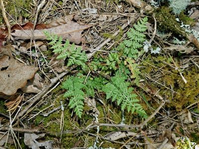 Woodsia obtusa, photographed by Michael J. Papay