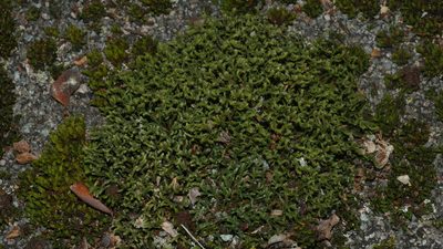 Hedwigia ciliata, photographed by Nathan T. Jones