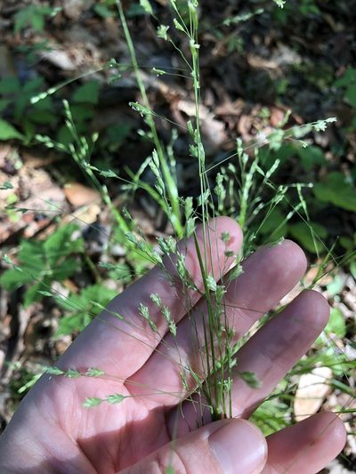 Poa autumnalis, photographed by Will McFarland