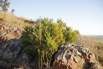 Diospyros glabra, photographed by Tony Rebelo