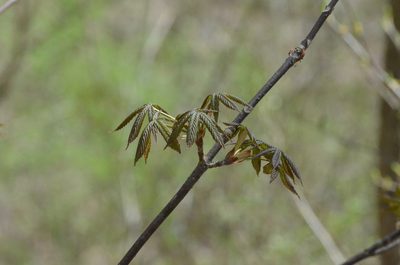 Aesculus glabra, photographed by Jessica Williams
