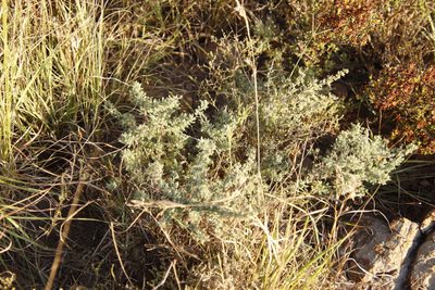 Asparagus capensis, photographed by Tony Rebelo