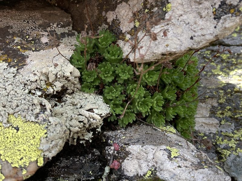 Saxifraga vayredana, photographed by Marc Riera