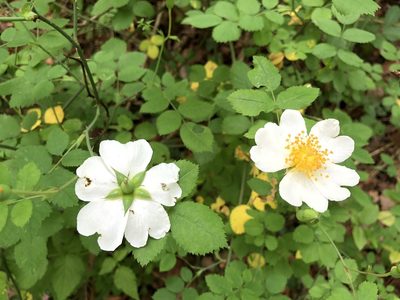 Rosa arvensis, photographed by Jason Grant