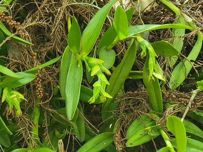Epidendrum rigidum, photographed by Theo Summer