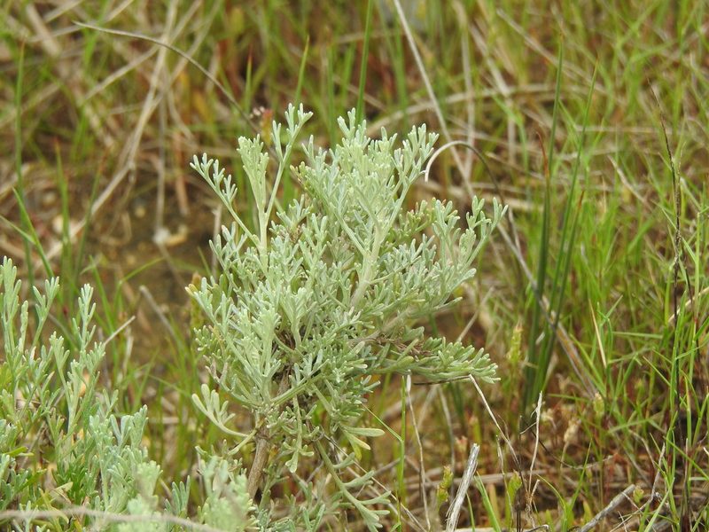 Artemisia caerulescens, photographed by Duarte Frade
