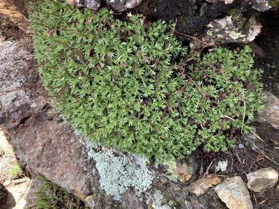 Saxifraga vayredana, photographed by Marc Riera
