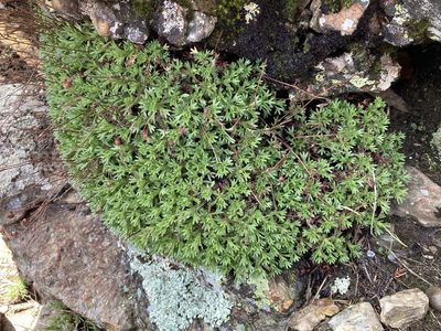 Saxifraga vayredana, photographed by Marc Riera