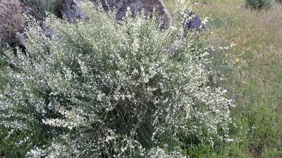 Cytisus multiflorus, photographed by mchaquis