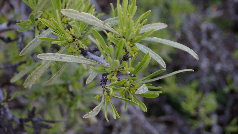 Rhamnus lycioides, photographed by mchaquis