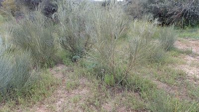 Retama sphaerocarpa, photographed by mchaquis