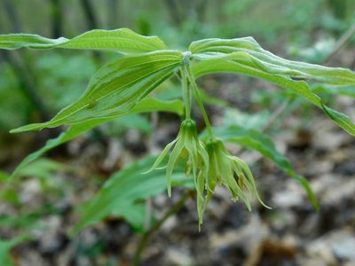Prosartes lanuginosa, photographed by Michael J. Papay
