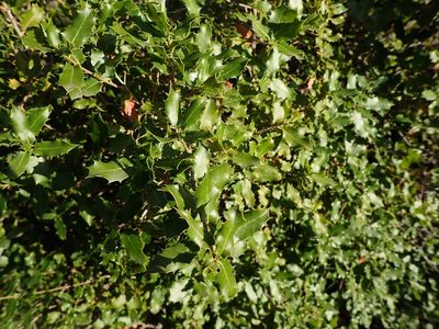 Quercus coccifera, photographed by mchaquis