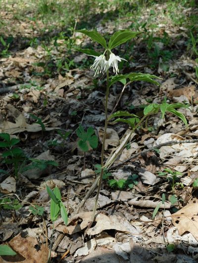 Prosartes maculata, photographed by Michael J. Papay