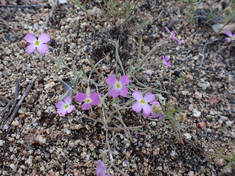 Marcus-kochia triloba, photographed by mchaquis