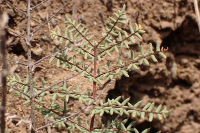 Pellaea mucronata, photographed by Steve Woodward