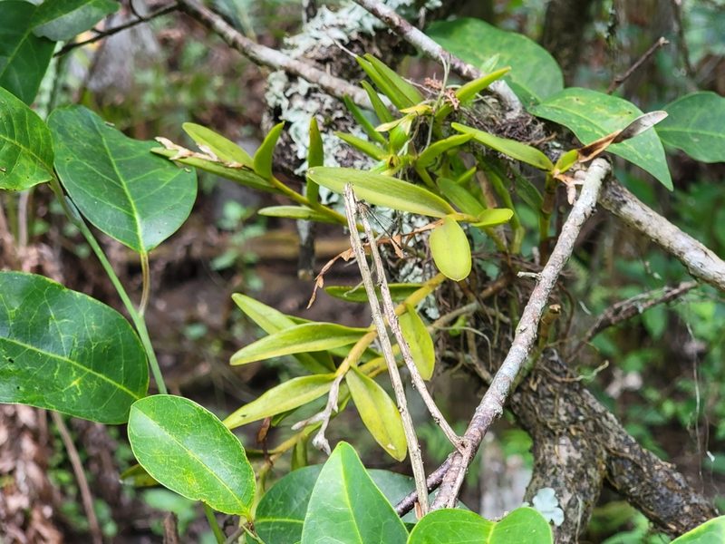 Epidendrum rigidum, photographed by Theo Summer
