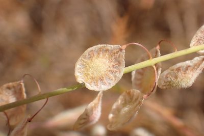 Thysanocarpus curvipes, photographed by Steve Woodward