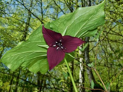 Trillium vaseyi, photographed by Michael J. Papay