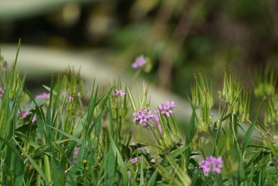 Erodium ciconium, photographed by WATANABE Hitoshi 渡辺仁