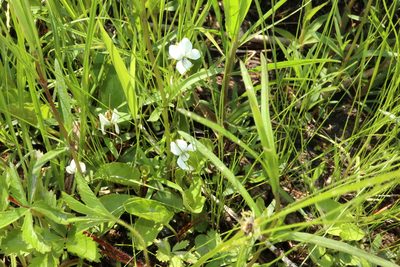 Viola primulifolia, photographed by Jeff Clark