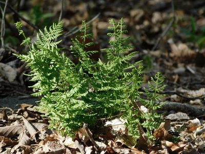 Woodsia obtusa, photographed by Michael J. Papay