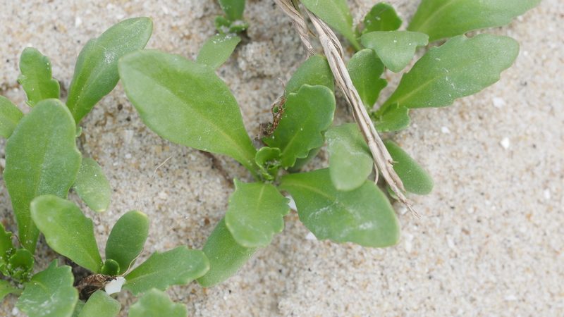 Cakile edentula, photographed by Nathan T. Jones