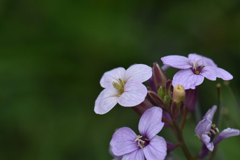 Erysimum bicolor, photographed by norgram