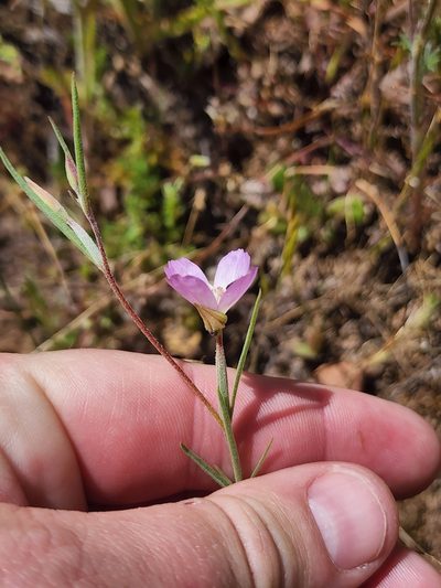Clarkia affinis, photographed by Trevor Harding