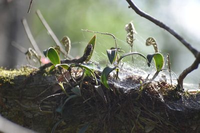 Epidendrum conopseum, photographed by Ryan Watson