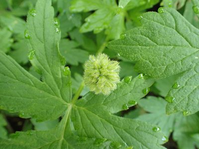 Hydrophyllum tenuipes, photographed by James H. Thomas