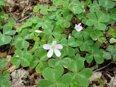 Oxalis oregana, photographed by James H. Thomas
