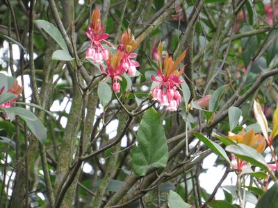 Enkianthus quinqueflorus, photographed by Stephen Matthews