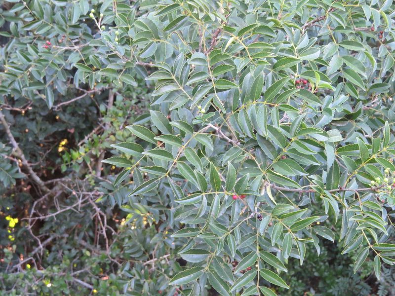 Zanthoxylum rhoifolium, photographed by Rafael Tosi