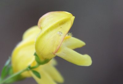 Keckiella antirrhinoides, photographed by Millie Basden